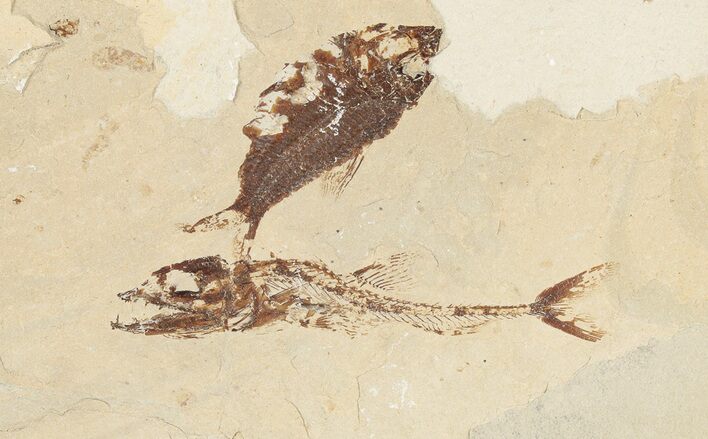 3.4" Cretaceous Predatory Fish (Eurypholis) Fossil - Hjoula, Lebanon